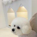 화사하개 이미지