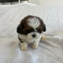 오독안심분양센터 강아지분양 고양이분양 목동점 이미지