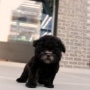 예쁜강아지 | 동작강아지분양 예쁜 아가 만나던날 생생후기