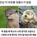 해달 Daum카페