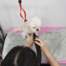 내사랑 강아지 이미지