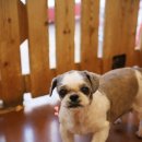 애견미용실 바비펫 이미지