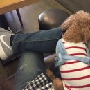 내강아지&내야옹이 이미지