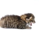 괴정동물병원 이미지