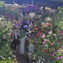 비누꽃으로만드는세상 이미지