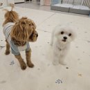 도그 인 포레스트 이미지