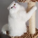 뽑아드림