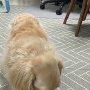 더펫레시피 이미지