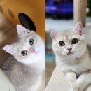 큐동물병원 | 소중한 내 아기 고양이를 위한 고양이인공눈물페토세라큐아이드롭 리얼 후기 눈 속 털부터 눈물자국까지
