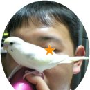 잉꼬사진관 이미지