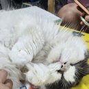 동물보육원 대전서구갈마지부 이미지