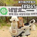 네발친구들 | [테일45] 용인애견카페 애견운동장 대관 후기 whit.네발로그 모임