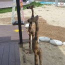 아라나비 강릉점