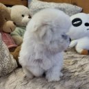 러브애견미용 | 김포애견분양 아이러브독부천점, 우리 가족에게 온 소중한 새 식구 이야기