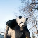 멍멍스타 이미지