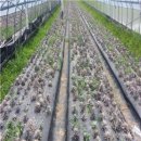 종경농장 이미지