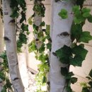 금요공감-두여인  판-eight 이미지