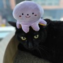 [신림고양이호텔]-검정냥이 깜지 호텔 후기