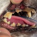 인천24시유앤미동물병원 이미지