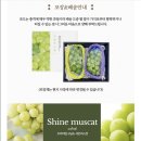 브라더샤인 이미지