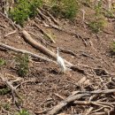 포항시가 민원때문에 20년 동안 백로들이 번식지로 이용해온 숲을 백로들의 번식기에 벌목했다는 소식. 이미지