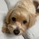 베스트신경과병원 | 죽고싶지는 않지만, 떡볶이도 먹기 싫어.