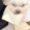 클래시독스 이미지