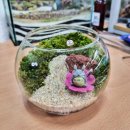 마리다육 | 청주 활성화재단 오송 테라리움 공예 - 5주 과정 힐링 원예프로그램 진행기