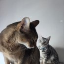 펫블리강아지&미라클고양이 | 의외로 95%가 모르는 고양이 용품 4가지