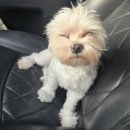 도그레잇 이미지