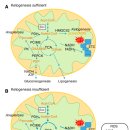 Re:Multi-dimensional Roles of Ketone Bodies in Fuel Metabolism, Signaling, and Therapeutics 이미지