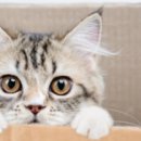 수목원동물병원 이미지