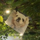 동물병원루니 이미지