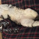 코코멍 이미지