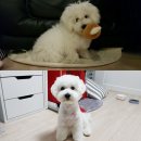 제이 그루밍 이미지
