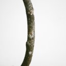 태경