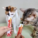미음펫푸드 이미지
