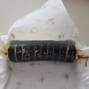호야네김밥 - 창원시 의창구 동읍로 6-1 | 호야네김밥