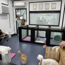 멋내는 강아지 이미지