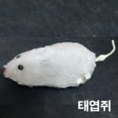 미오미아