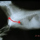 정원 양한방동물병원 이미지