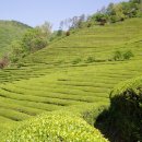 조은렌트카 이미지