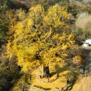 말하는 은행나무 이미지