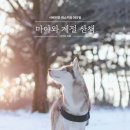 힐링 펫 카페 | 🐶 [부산 수영 데이트 추천] 애견카페 피피피 (p.p.p) 힐링! 펫카페 방문 후기 – 수영역 허숙히씨