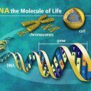 완전의식 - 영성의 발달로 단절된 DNA의 12가닥 재결합 / DNA와 플라즈마 육체 이미지