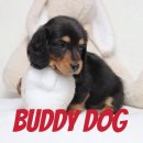 버디독 강아지분양 고양이분양 안심분양센터 인천점 이미지