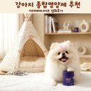장관종합전문정비 | 강아지 종합영양제 추천 이지케어나이트 섭취후기