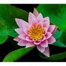 마음이 머무는곳 이미지