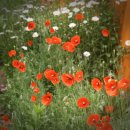 뽑기 대통령 이미지