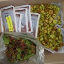 자연산천마 개다래열매 배송완료-천마 복용법 개다래 먹는방법-자연산 개다래 자연산 천마- 이미지